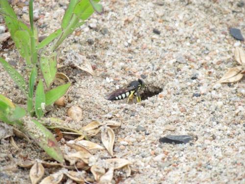 Bicyrtes quadrifasciatus